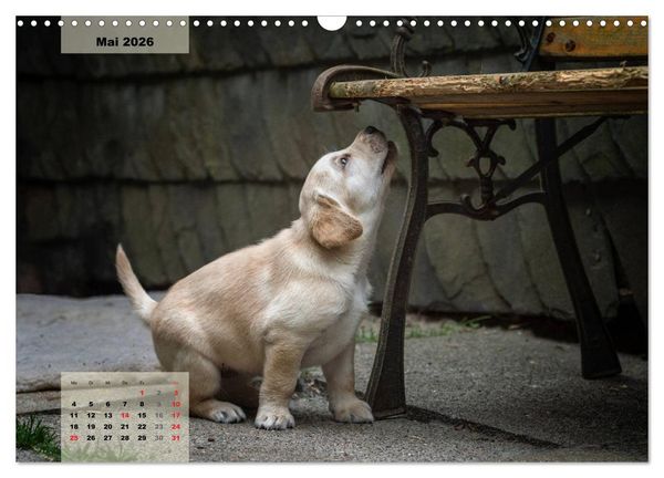 Produktbild: Welpenspa&szlig; (Wandkalender 2026 DIN A3 quer), CALVENDO Monatskalender