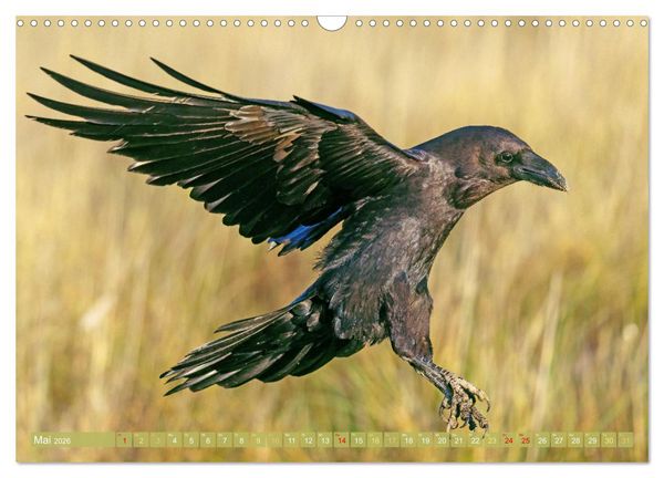 Produktbild: Rabenv&ouml;gel: Schwarz, schlau, sch&ouml;n (Wandkalender 2026 DIN A3 quer), CALVENDO Monatskalender