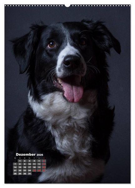 Produktbild: Treue Wegbegleiter, Hunde im Portrait. (Wandkalender 2026 DIN A2 hoch), CALVENDO Monatskalender