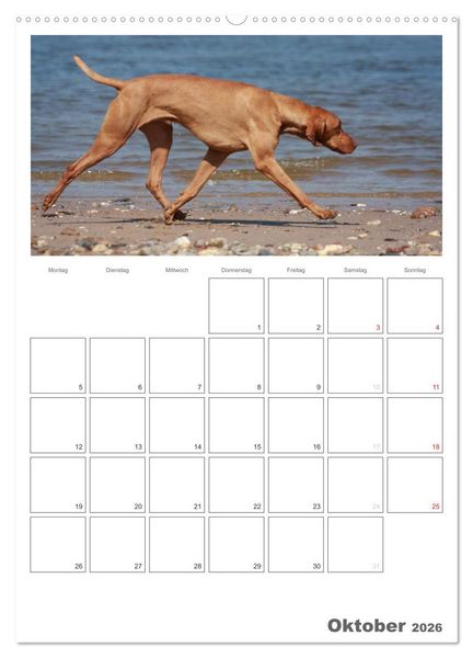 Produktbild: Magyar Vizsla (hochwertiger Premium Wandkalender 2026 DIN A2 hoch), Kunstdruck in Hochglanz