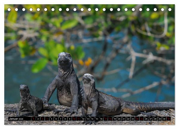 Produktbild: Naturparadies Galapagos - UNESCO Weltkulturerbe (Tischkalender 2026 DIN A5 quer), CALVENDO Monatskalender