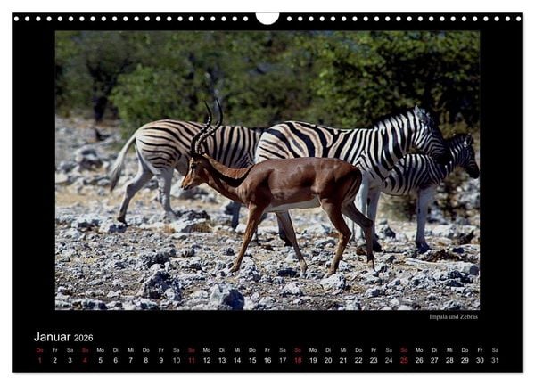 Produktbild: Wildtiere im Etosha Nationalpark (Wandkalender 2026 DIN A3 quer), CALVENDO Monatskalender