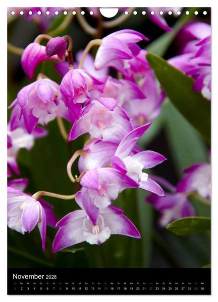Produktbild: Faszination Orchideen (Wandkalender 2026 DIN A4 hoch), CALVENDO Monatskalender