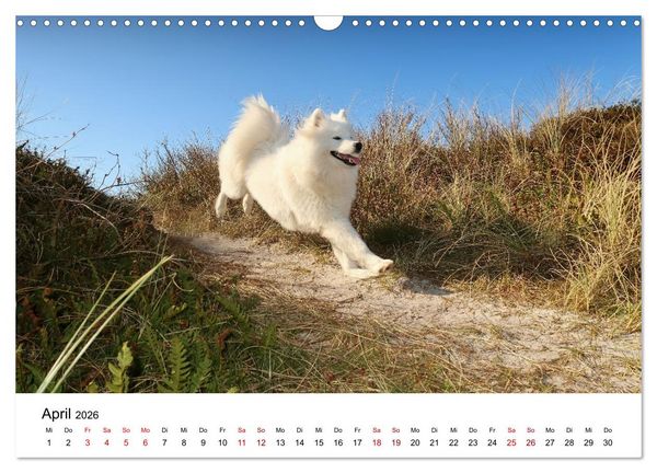 Produktbild: Ein Samojede am Meer (Wandkalender 2026 DIN A3 quer), CALVENDO Monatskalender
