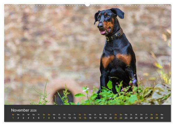 Produktbild: Dobermann 2026 (hochwertiger Premium Wandkalender 2026 DIN A2 quer), Kunstdruck in Hochglanz