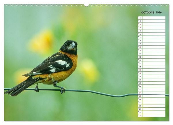 Produktbild: Arizona, une rencontre avec la nature (Calendrier mural 2026 DIN A2 vertical) calendrier de bureau