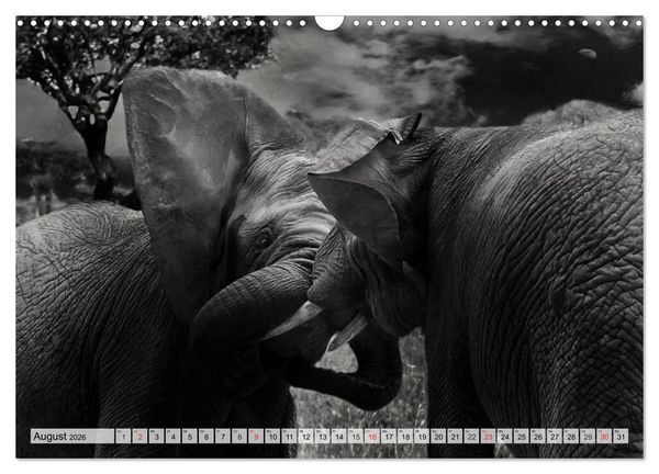 Produktbild: Wilde Tiere in schwarz-wei&szlig; (Wandkalender 2026 DIN A3 quer), CALVENDO Monatskalender