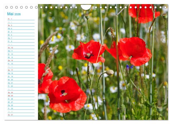 Produktbild: Wundersch&ouml;ner Spreewald (Wandkalender 2026 DIN A4 quer), CALVENDO Monatskalender