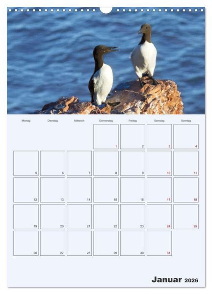 Produktbild: Wildes Leben auf Helgoland (Wandkalender 2026 DIN A3 hoch), CALVENDO Monatskalender