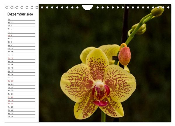 Produktbild: Bl&uuml;tenzauber Orchideen (Wandkalender 2026 DIN A4 quer), CALVENDO Monatskalender