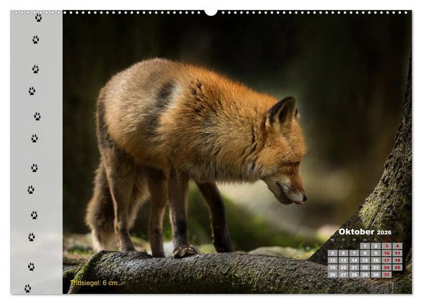 Produktbild: Tierspuren in der Natur (hochwertiger Premium Wandkalender 2026 DIN A2 quer), Kunstdruck in Hochglanz