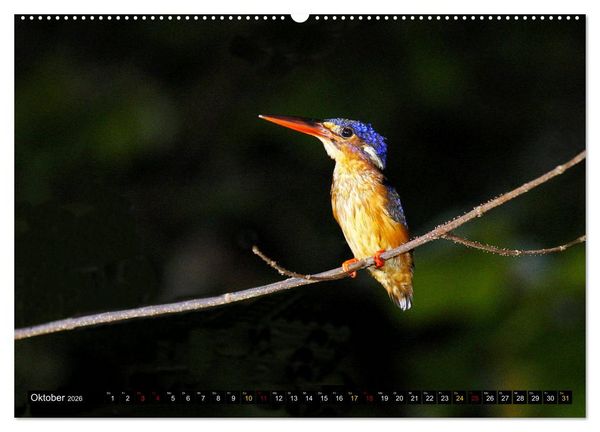 Produktbild: Borneo - Tierparadies Regenwald (hochwertiger Premium Wandkalender 2026 DIN A2 quer), Kunstdruck in Hochglanz