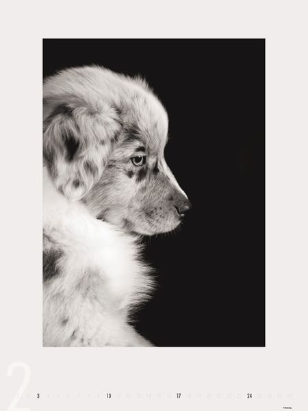 Produktbild: Dogs 2013 - Ruth Marcus