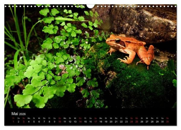 Produktbild: Fr&ouml;sche (Wandkalender 2026 DIN A3 quer), CALVENDO Monatskalender