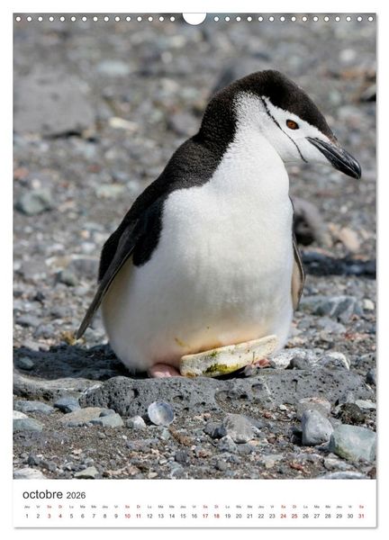 Produktbild: Antarctique des oiseaux de l&eacute;gende (Calendrier mural 2026 DIN A3 horizontal), CALVENDO calendrier mensuel