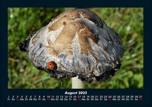 Produktbild: Pilzkalender 2025 Fotokalender DIN A4