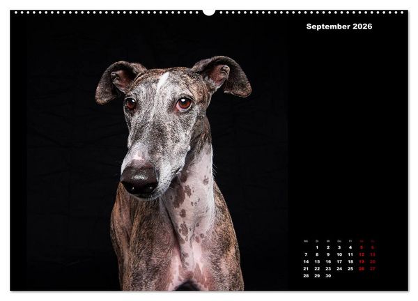 Produktbild: Die Stimme der Windhunde (hochwertiger Premium Wandkalender 2026 DIN A2 quer), Kunstdruck in Hochglanz