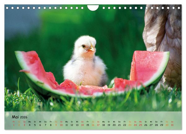 Produktbild: H&uuml;hner im Garten (Wandkalender 2026 DIN A4 quer), CALVENDO Monatskalender