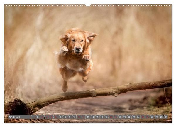 Produktbild: Golden Retriever Hailey Fotokalender (hochwertiger Premium Wandkalender 2026 DIN A2 quer), Kunstdruck in Hochglanz