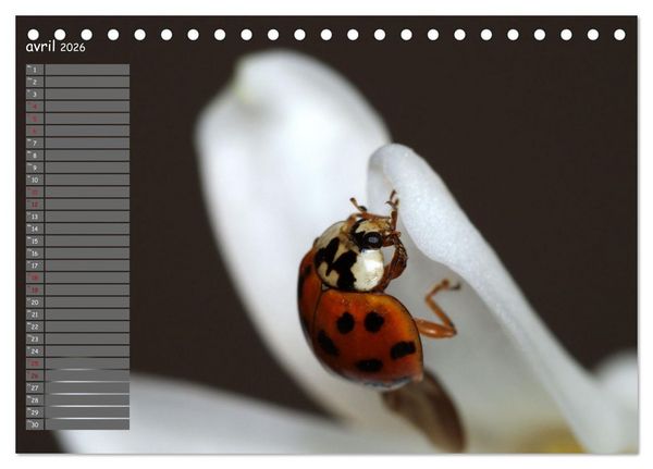 Produktbild: Coccinelles rouges &agrave; points noirs (Calendrier de bureau 2026 DIN A5 vertical), CALVENDO calendrier mensuel