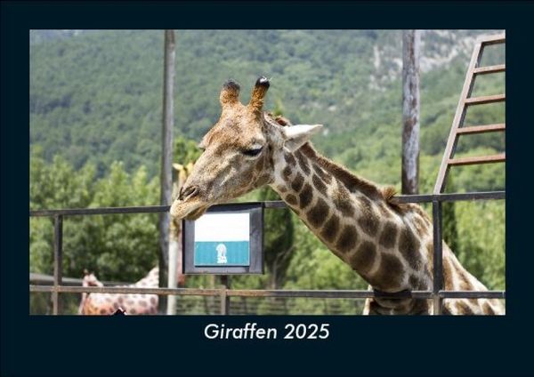 Produktbild: Giraffen 2025 Fotokalender DIN A5