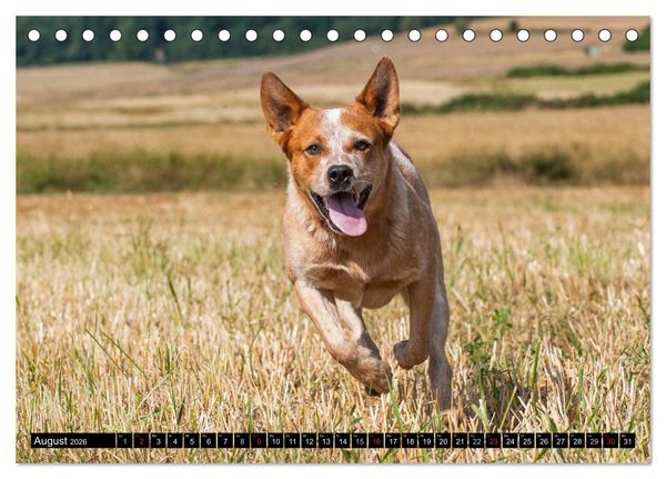 Produktbild: Power auf 4 Pfoten. Australian Cattle Dog (Tischkalender 2026 DIN A5 quer), CALVENDO Monatskalender