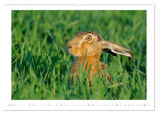 Produktbild: Der Feldhase (Wandkalender 2027 DIN A2 quer), CALVENDO Monatskalender