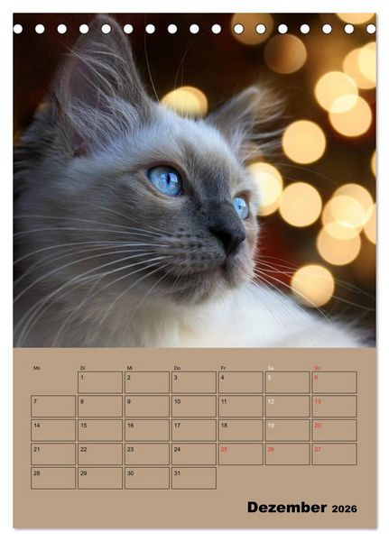 Produktbild: Ragdolls zum Verlieben (Tischkalender 2026 DIN A5 hoch), CALVENDO Monatskalender