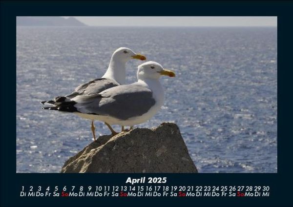 Produktbild: M&ouml;wen 2025 Fotokalender DIN A5