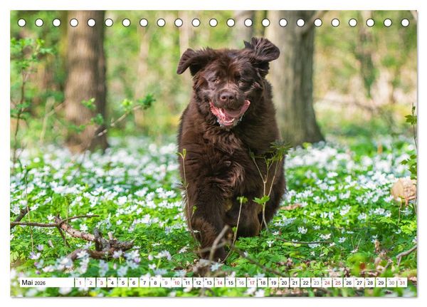 Produktbild: Neufundl&auml;nder - Ein b&auml;renstarker Freund (Tischkalender 2026 DIN A5 quer), CALVENDO Monatskalender