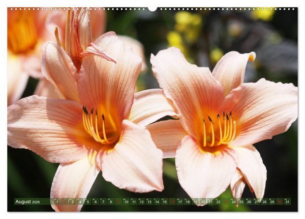Produktbild: Taglilien im Garten (Wandkalender 2026 DIN A2 quer), CALVENDO Monatskalender