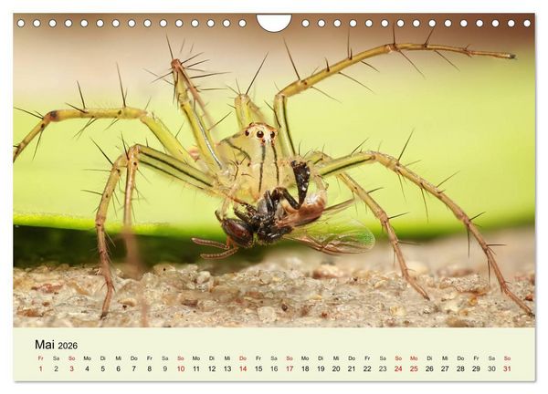 Produktbild: Insekten. Faszinierend und wichtig (Wandkalender 2026 DIN A4 quer), CALVENDO Monatskalender