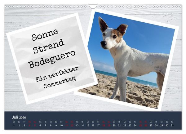 Produktbild: Ratonero Bodeguero Andaluz (Wandkalender 2026 DIN A3 quer), CALVENDO Monatskalender