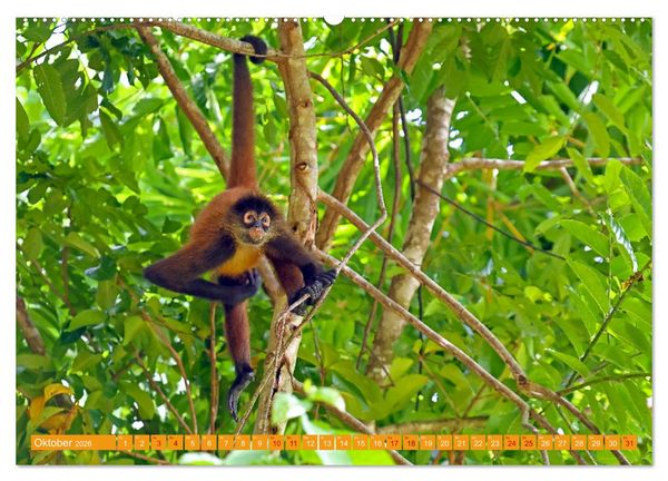 Produktbild: Wildes Costa Rica (Wandkalender 2026 DIN A2 quer), CALVENDO Monatskalender