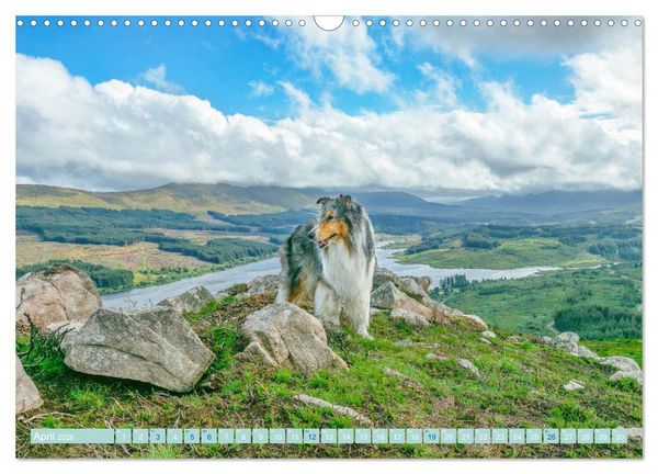 Produktbild: Highland-Collies - Auf vier Pfoten durch Schottland und Irland (Wandkalender 2026 DIN A3 quer), CALVENDO Monatskalender