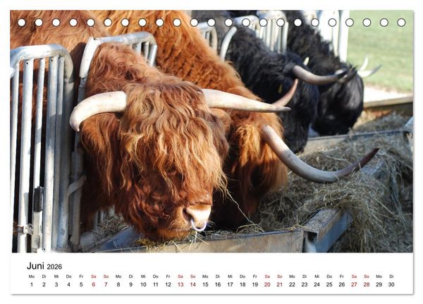 Produktbild: Die Schottischen Hochlandrinder und ihr Nachwuchs (Tischkalender 2026 DIN A5 quer), CALVENDO Monatskalender