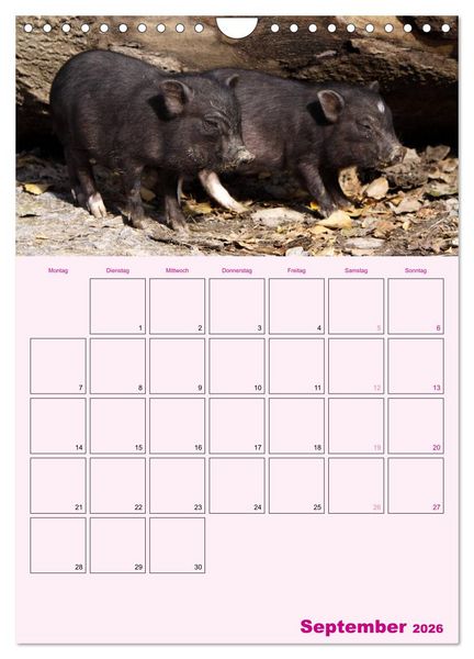 Produktbild: Schweinischer Terminplaner (Wandkalender 2026 DIN A4 hoch), CALVENDO Monatskalender