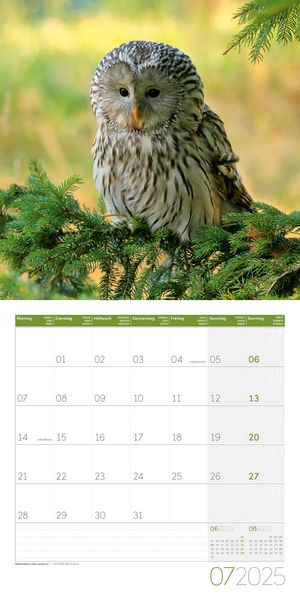 'Eulen Kalender 2025 - 30x30' - 'Vögel