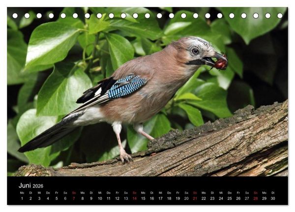Produktbild: Eichelh&auml;her der Waldpolizist (Tischkalender 2026 DIN A5 quer), CALVENDO Monatskalender