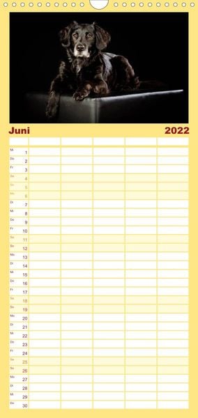 Produktbild: Familienplaner Bunte Pfoten (Wandkalender 2022 , 21 cm x 45 cm, hoch)