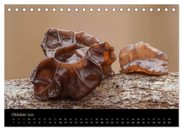 Produktbild: PILZE IM FOKUS 2026 (Tischkalender 2026 DIN A5 quer), CALVENDO Monatskalender