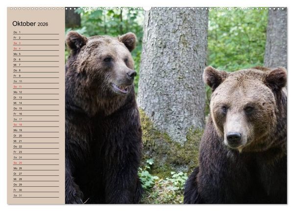 Produktbild: B&auml;ren. Unterwegs mit Meister Petz (Wandkalender 2026 DIN A2 quer), CALVENDO Monatskalender