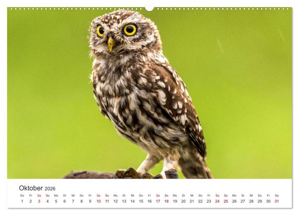 Produktbild: Eulen - Wachsame und geheimnisvolle Augen (hochwertiger Premium Wandkalender 2026 DIN A2 quer), Kunstdruck in Hochglanz