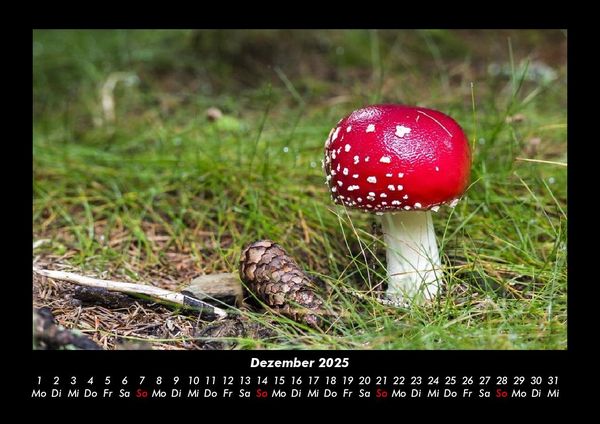 Produktbild: Pilzkalender 2025 Fotokalender DIN A3