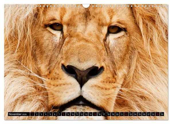 Produktbild: Big Cats &bull; Faces of the most beautiful predators (Wall Calendar 2026 DIN A3 landscape), CALVENDO 12 Month Wall Calendar