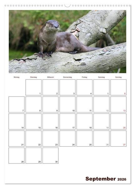 Produktbild: Der Fischotter-Terminplaner (hochwertiger Premium Wandkalender 2026 DIN A2 hoch), Kunstdruck in Hochglanz