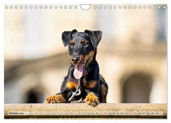 Produktbild: Deutscher Terrier - ein leidenschaftlicher J&auml;ger (Wandkalender 2026 DIN A4 quer), CALVENDO Monatskalender