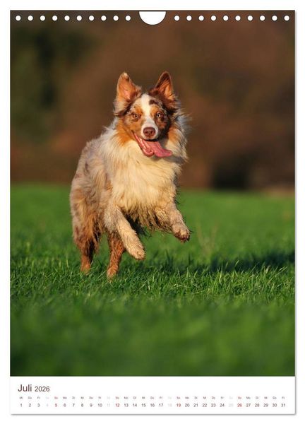 Produktbild: Australian Shepherds (Wandkalender 2026 DIN A4 hoch), CALVENDO Monatskalender