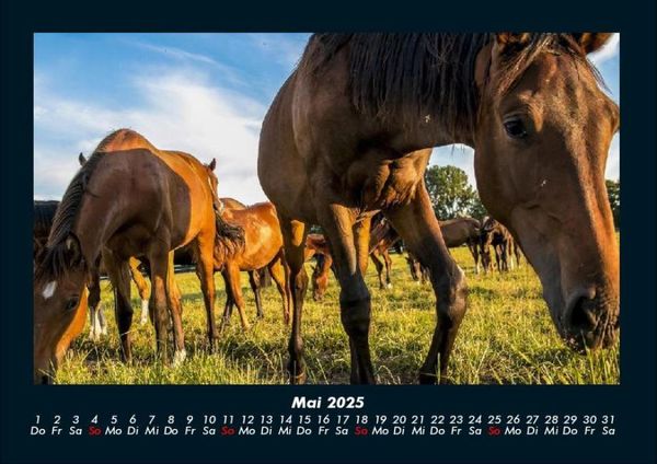 Produktbild: Pferde Kalender 2025 Fotokalender DIN A4