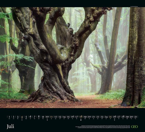 Produktbild: GEO Kalender: Sehnsucht Wald 2027